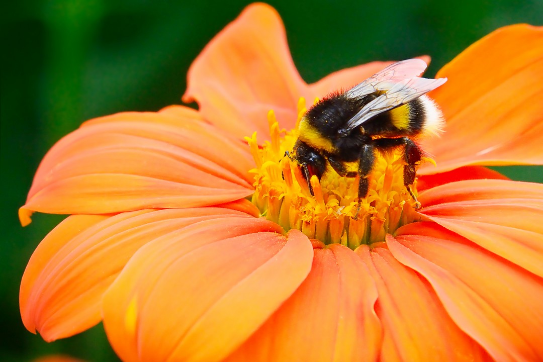 abeille sur fleur