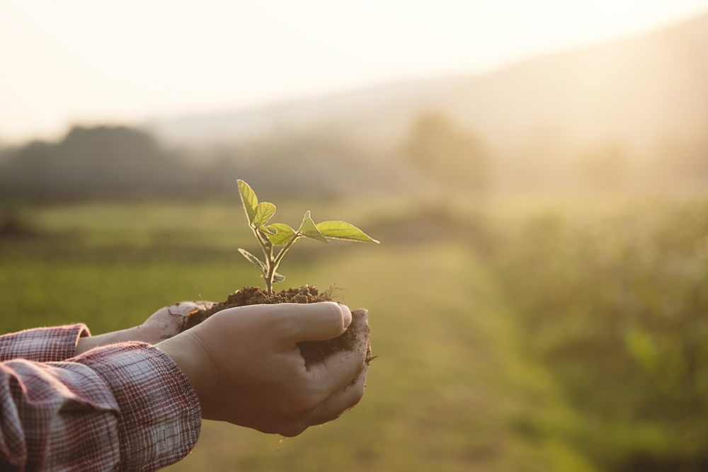 Engrais et fertilisants de jardin : quand et comment les utiliser ?