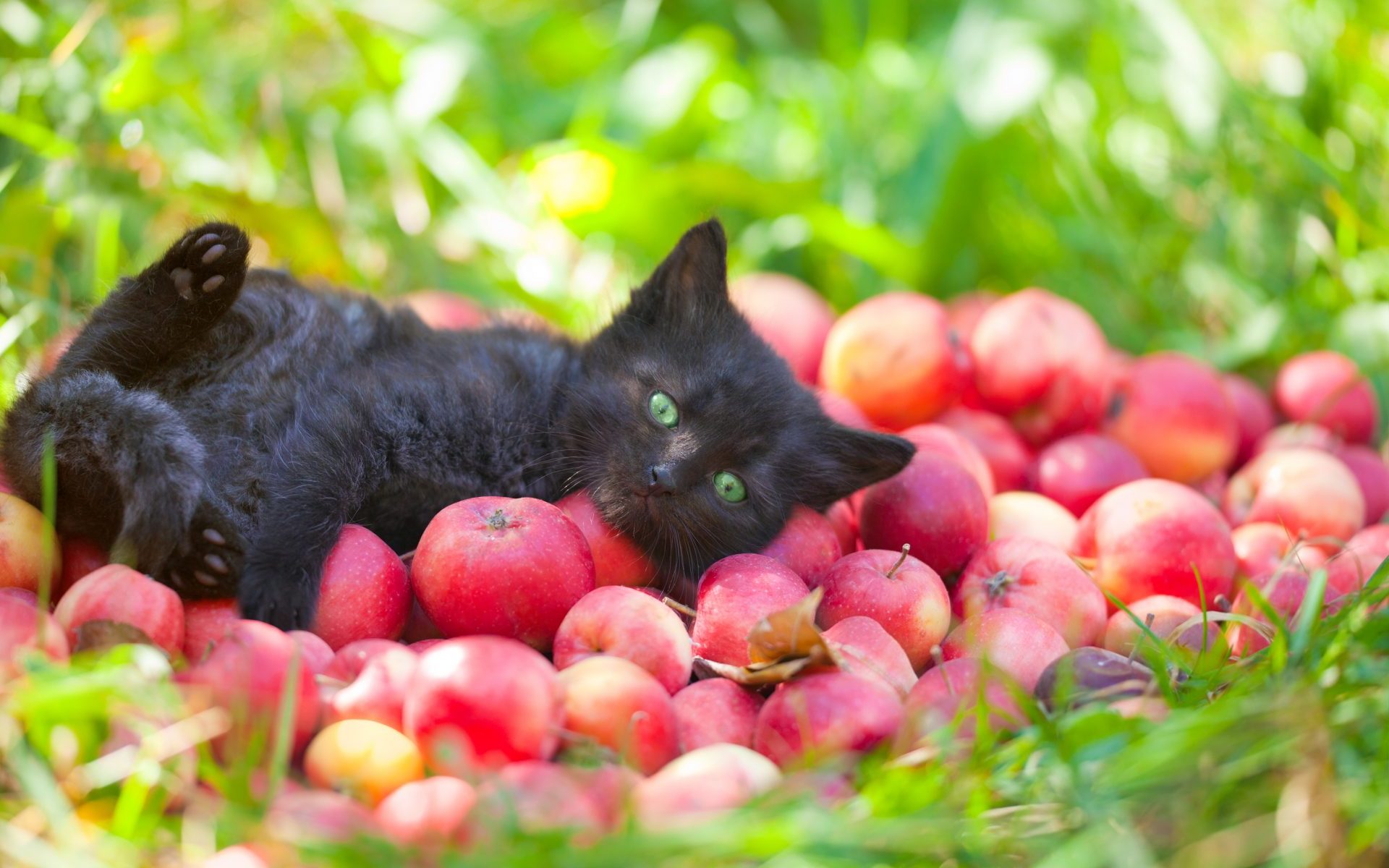 Chat potager