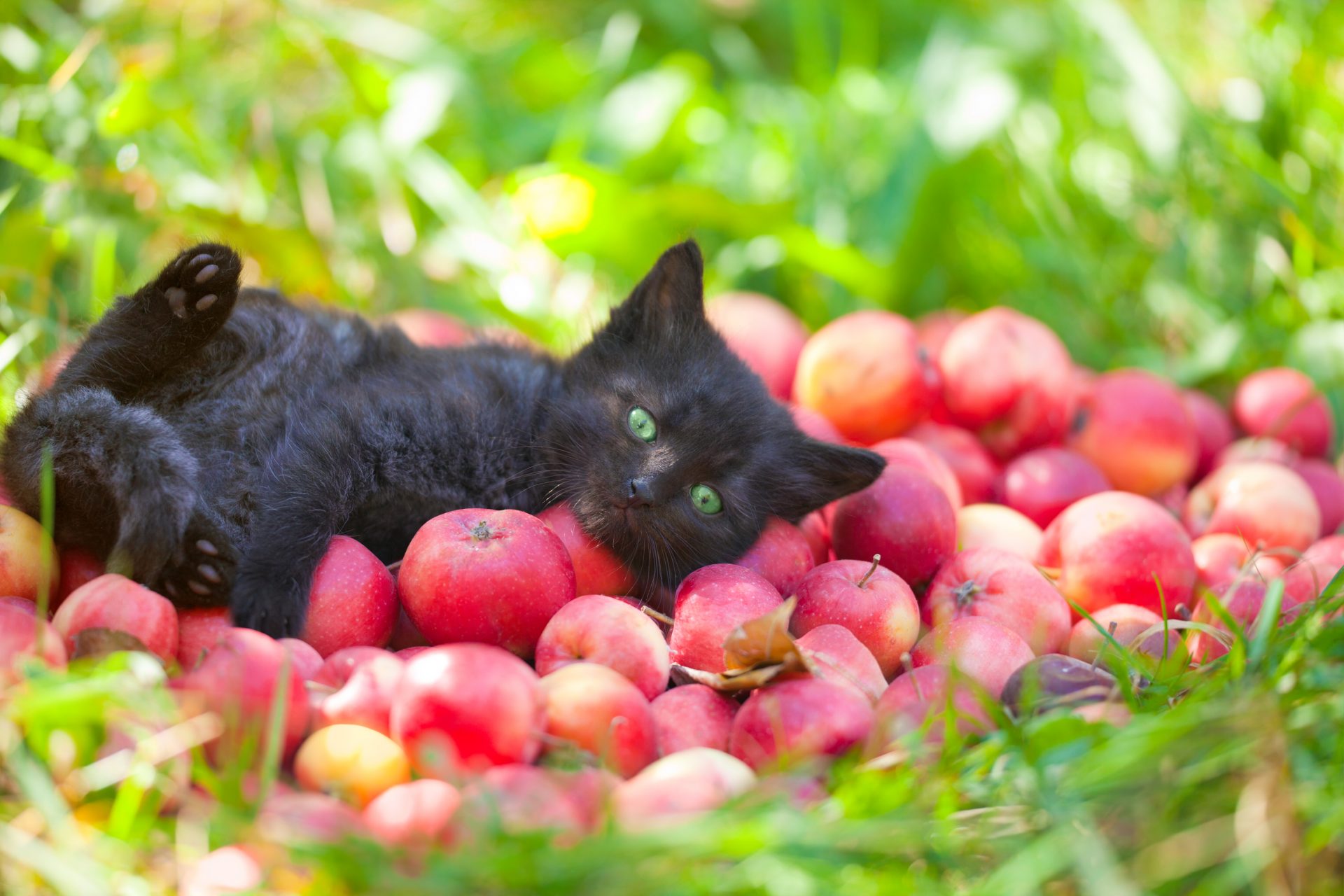 Chat potager