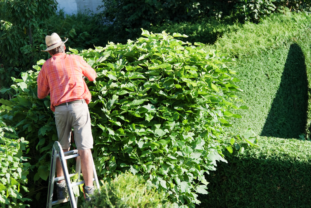 entretien-jardin